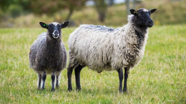 Ingen av hagarna, där det totalt gick 70–75 får, hade rovdjursavvisande stängsel.