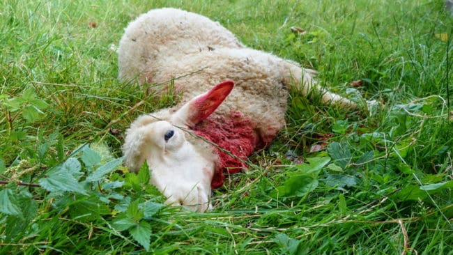 Dna-prov togs på den döda tackans skador för att se om det är det trebenta och oskygga vargen i Linghed som har utfört angreppet. (arkivbild)