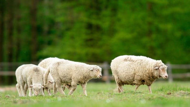 En fårägare i norra Tyskland är orolig över möjligheterna att försörja sig efter att vargen tagit får.