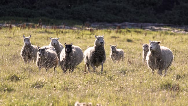 Tre får revs av varg i Tyresta by under natten till söndag.