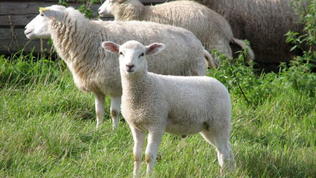 Fårägare i Östergötland kan räkna med vargproblem sedan en varg slog till utanför Klockrike och dödade åtta får. (Arkivbild)