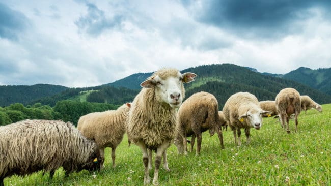 Norska fårbönder får psykologhjälp efter rovdjursangrepp.