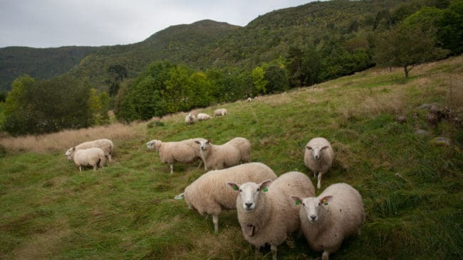 Norges Jeger- og Fiskerforbund vill att nya försiktighetsregler införs innan får släpps på bete i Nordfjella-området.