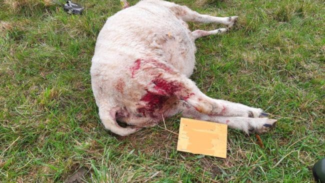 Tackornas skador tyder på att det är varg som attackerat fåren på en gård nära Tärnsjö i Uppsala län.