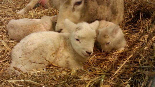 Mer än 60 får dog på grund av vargangreppen men förvaltningsrätten ansåg att det var rätt att neka Molstaberg skyddsjakt på Sjundavargarna. LRF kommer att överklaga domen till kammarätten.