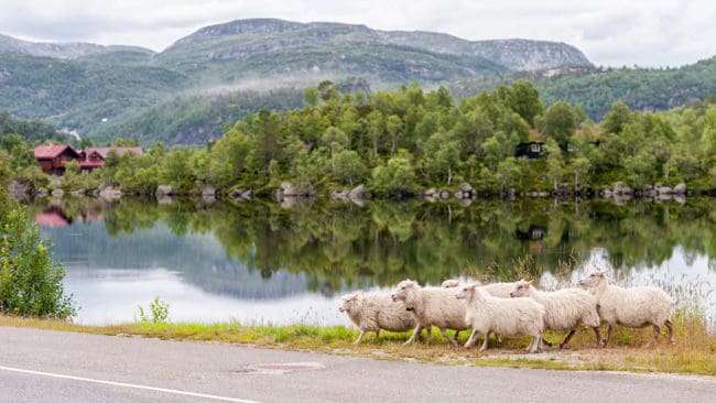 En varg som invandrat till Norge från Sverige har dödat 225 får i år.