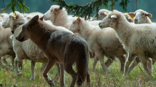 Uppåt 300 meter på ett berg saknar stängsel. Därför nekas en fårägare i Sunne kommun skyddsjakt på varg trots att minst fem får dödats vid två vargattacker. (Arkivbild)