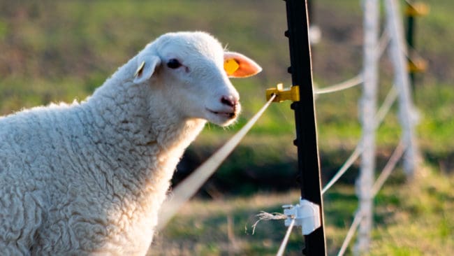 Ett 95 centimeter högt elstängsel kunde inte stoppa att fyra får dödades och två skadades i värmländska Forsnäs natten mot lördagen. Fårägaren kritiserar att fåren inte kunde besiktas under helgen. (Arkivbild)