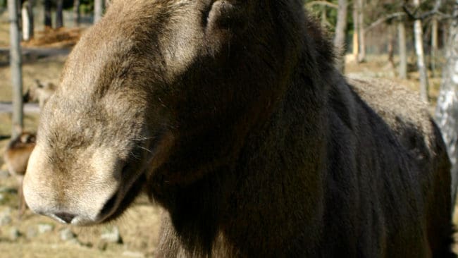 Under guldåren på 80-talet fanns det cirka 600 000 älgar. Nu är stammen halverad. Förra året sköts 6 558 färre älgar jämfört med jaktåret före.