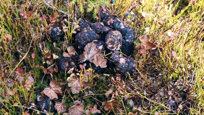 Färsk björnspillning. Dalarnas landshövding ska ut på jakt efter björnbajs på onsdag nästa vecka för att lansera björninventeringen i länet.
