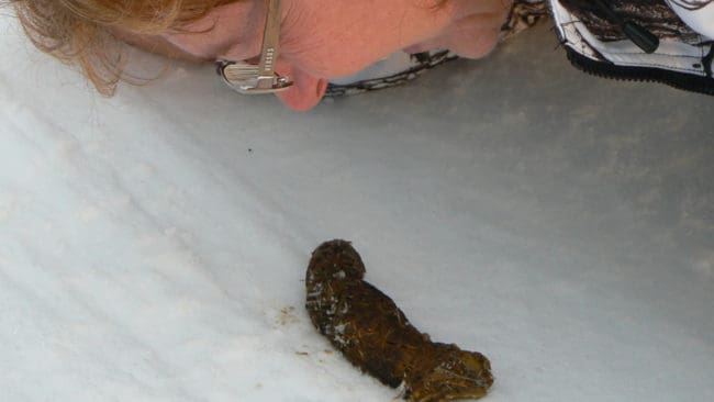 DNA-analyserna av insänd vargspillning visar hittills att det finns minst 286 vargar i Sverige. Den extra varginventeringen görs för att bestämma om det används rätt beräkningsmetod för vargstammen i Sverige. Jägare och allmänheten uppmanas att fortsätta sända in upphittad vargspillning.