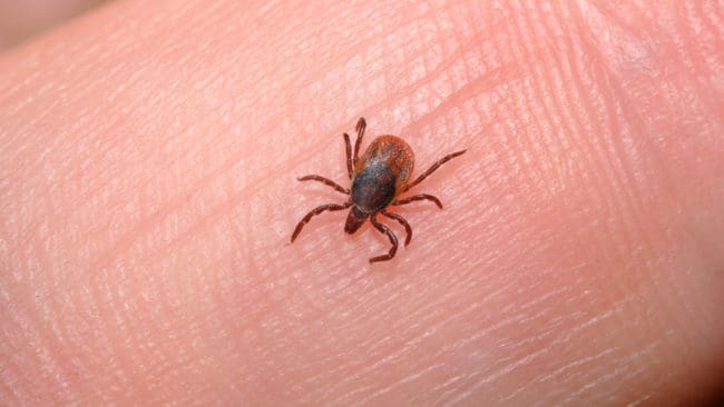 Fästingar sprider bakterien borrelia, som nu hittats i en ny variant i Danmark.