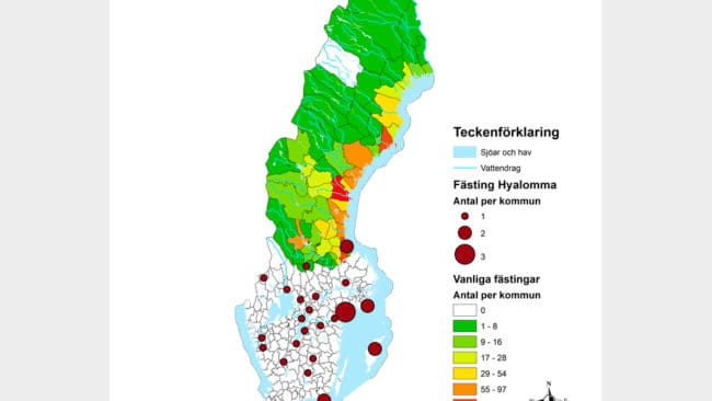 SVA har hittat en till ny fästingart i Sverige. I andra länder kan fästingen Hyalomma rufipes ge blödar- och fläckfeber. Kartans röda punkter visar var de nya hyalommafästingarna har hittats.
