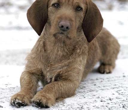 Basset fauve de bretagne, en av m&aring;nga jakthundsraser f&ouml;r vilka kravet p&aring; jaktmerit slopas f&ouml;r internationellt utst&auml;llningschampionat.
