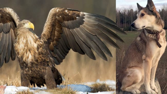 Örnen höll fast Kaxe i en timme innan han lyckades ta sig loss.