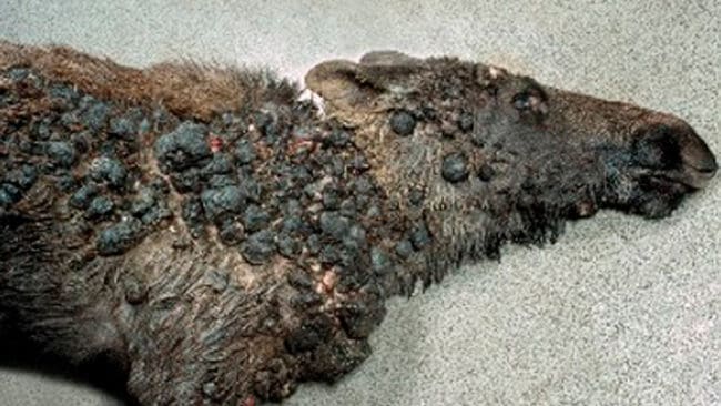 Upptäcks till exempel en fibromdrabbad älg som rapporteras till SVA:s webbsida visas nu en bild och textinformation om hur fibrom kan se ut.