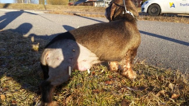 Hissmovallens Filip blev biten av vargen men klarade sig. Nu sitter dränage i såren och han får äta penicillin och smärtstillande.