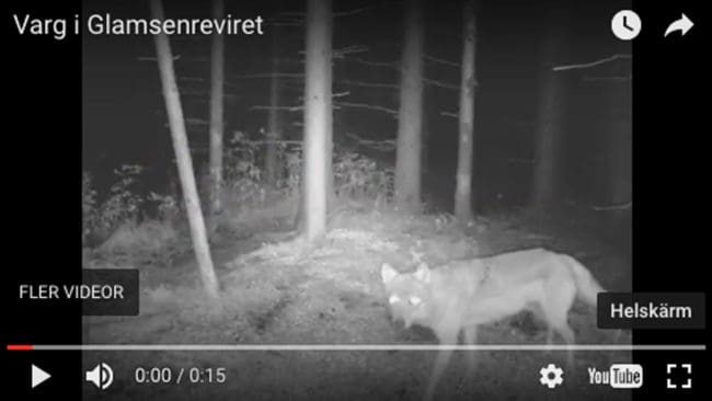 Länsstyrelsen i Uppsala har lagt ut en filmsekvens med en av de nio vargarna i Glamsenreviret.