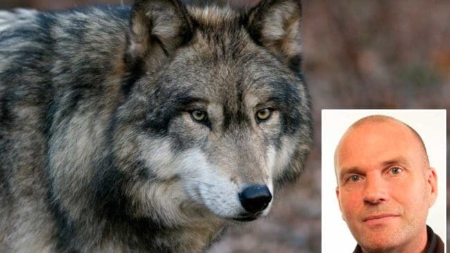 Runar Filper, Sverigedemokraternas talesman för jakt- och viltfrågor, kritiserar Naturvårdsverkets för att de överväger att begränsa licensjakten på varg ytterligare i vinter.