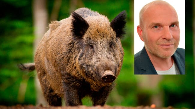 Runar Filper, jaktpolitisk talesperson i SD, vill införa enklare regler för vildsvinsjakt och försäljning av vildsvinskött.