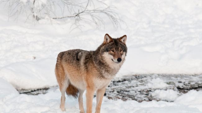 I Ingå- och Raseborgområdet i Finland sjunker fastighetspriserna på grund av vargproblemen. Finlands viltcentral säger nej en ansökan om att få skjuta tre vargar i området.
