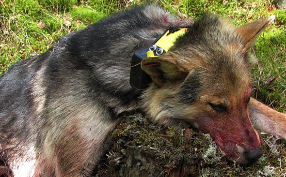 Varghund i Finland, d&auml;r det uppt&auml;cktes att vargforskarna satt s&auml;ndarhalsband p&aring; en hybridvarg. Nu f&ouml;rs&ouml;ker de svenska vargforskarna tona ned risken f&ouml;r att det kommer in varghybrider i den svenska vargstammen.