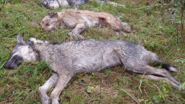 I Finland skjuts flockar med varghybrider direkt vid gränsen mot Ryssland. I Tyskland har myndigheterna tvingats prova att fånga en kull hybridvargar levande, vilket misslyckats.