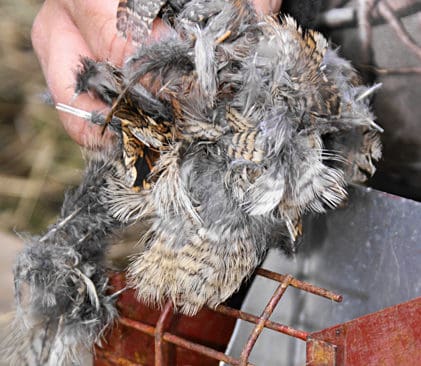 Fj&auml;drar och f&aring;gelrester f&ouml;r att locka m&aring;rd. &Auml;r det en fj&auml;der som blev en h&ouml;na n&auml;r de fem j&auml;garna anh&ouml;lls och h&auml;ktades? Svaret l&auml;r dr&ouml;ja. &Aring;klagaren har missat att informera SKL om att provsvaren g&auml;ller misst&auml;nkta som &auml;r h&auml;ktade.