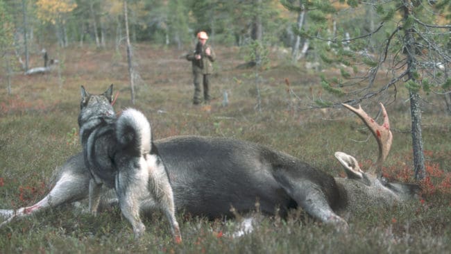 Fjälljakten, där samebyar och övriga jägare krockar på samma jaktmarker, ska skötas av speciella samverkansföreningar, enligt ett utredningsförslag. Jägarnas Riksförbund anser att hela utredningen bör slopas.