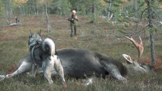 Fäll tjuren i oktober. Fenomenet med små älgkalvar kan motverkas med brunstuppehåll i älgjakten, resonerar de som vill ha senare älgjaktsstart även i norra Sverige.