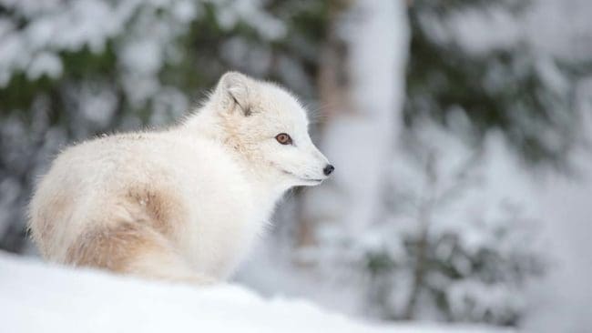 Zoologiska institutionen vill kameraövervaka fjällrävslyor i Härjedalen för att se hur fjällrävarna överlever.