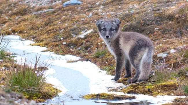 Sverige och Norge kommer att samarbeta kring förvaltning av fjällräv.