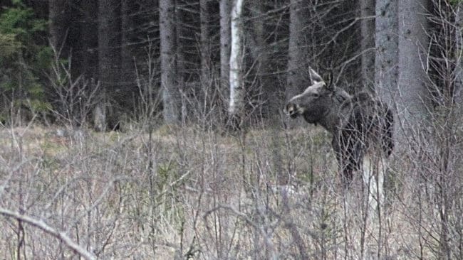 Forskare ska ta reda p&aring; varf&ouml;r &auml;lgarna i S&ouml;rmland blivit mindre och magrare.