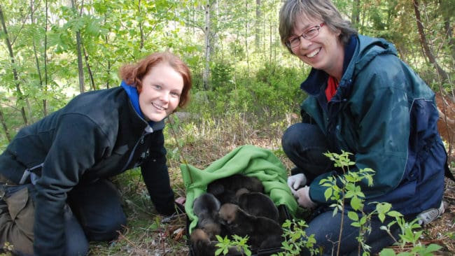 Flytt av vargvalpar. Pernilla Thalin, Orsa Gr&ouml;nklitt och veterin&auml;r Ann-Marie Weber samt alla valparna p&aring; Orsa Gr&ouml;nklitt, inklusive de nya fostervalparna fr&aring;n Nordens Ark.