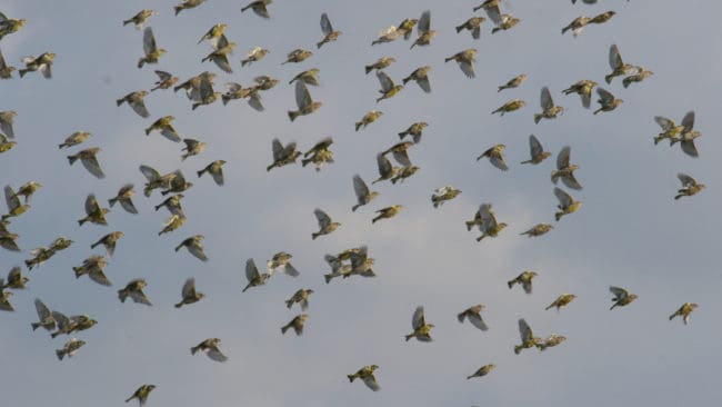 Grönfinkar är en av de många arter som biologerna vid Lunds universitet har studerat.