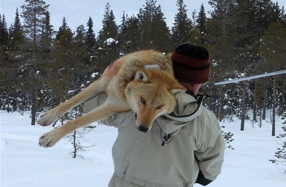 Den berömda och påfallande gula vargtiken flyttades fyra gånger till en kostnad av cirka tio miljoner kronor. Bilden är tagen vid en av de tillfällen hon sövdes. Nu kan det vara dags för en ny flyttvarg.