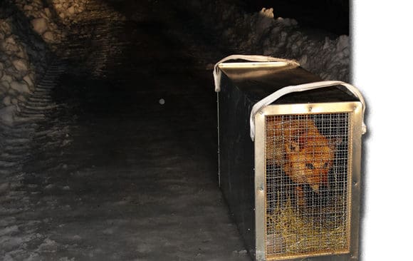 Nu är det dags för vargflytt igen om länsstyrelsen i Jämtland får klartecken av Naturvårdsverket att flytta en hanne i renskötselområdet som ursprungligen kommer från Tivedenreviret och därmed ses som genetiskt värdefull.