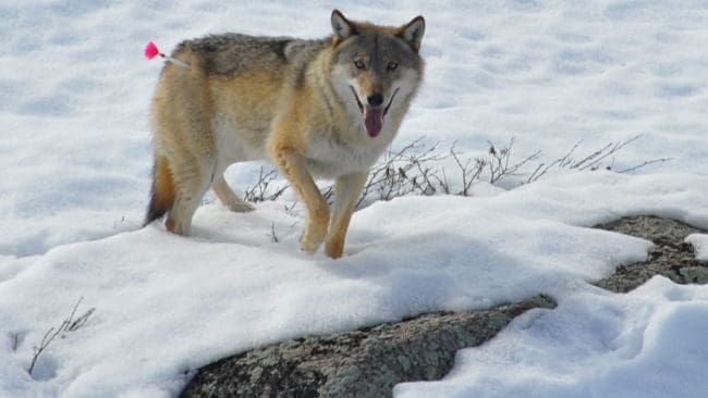 Istället för att söva och flytta den invandrade vargen, som på arkivbilden, har länsstyrelsen i Norrbotten lyckats stöta Arvidsjaurvargen söderut från renskötselområdet. Men det ger nu konflikt med renskötare i Västerbotten, som inte heller vill ha den ”genetiskt värdefulla” varghannen.