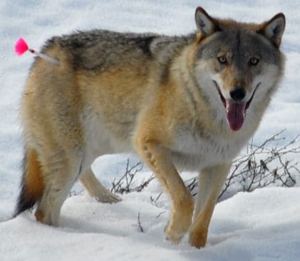 Genetiskt v&auml;rdefull varg som s&ouml;vts f&ouml;r flytt. Snart ska &auml;ven en inavlad varghanne flyttas. Men det finns inget politiskt beslut som st&ouml;der den &aring;tg&auml;rden och Naturv&aring;rdsverket g&ouml;r flytten utan att fr&aring;ga regeringen.