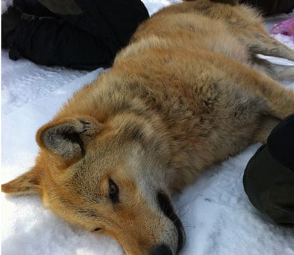 Vargtiken n&auml;r hon s&ouml;vdes f&ouml;r utsl&auml;pp i &Ouml;rebro l&auml;n vid den f&ouml;rsta flytten. N&auml;r hon flyttades en andra g&aring;ng, och sl&auml;pptes ut vid gr&auml;nsen till &Ouml;rebro l&auml;n, br&ouml;t Naturv&aring;rdsverket mot flera av de regler som regeringen satt upp f&ouml;r vargflytt.
