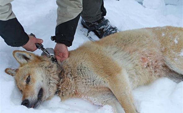 Lever p&aring; renk&ouml;tt.&nbsp;Den finskryska vargtiken och hennes partner har d&ouml;dat minst fem renar. N&auml;r Naturv&aring;rdsverket fattat sitt beslut blir det l&auml;nsstyrelsen i V&auml;sternorrland som best&auml;mmer om det ska bli skyddsjakt och d&aring; kan inte beslutet &ouml;verklagas till domstol.
