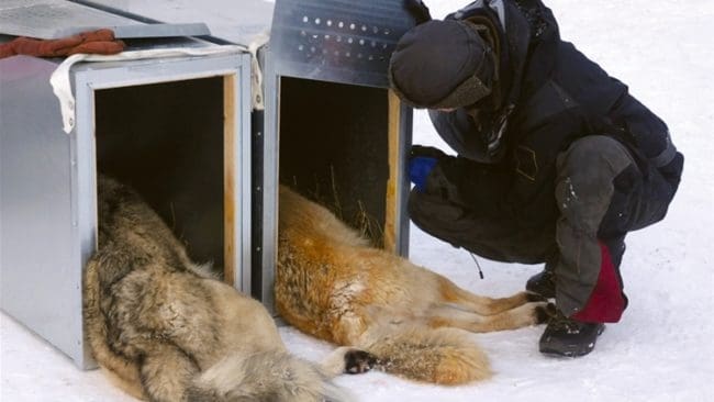 Det sövda invandrarparet som flyttades från Norrbotten till Tiveden. Eftersom Arvidsjaurvargen inte ska flyttas söder ut pressas nu länsstyrelsen i Norrbotten från sju aktörer som vill ha skyddsjakt.