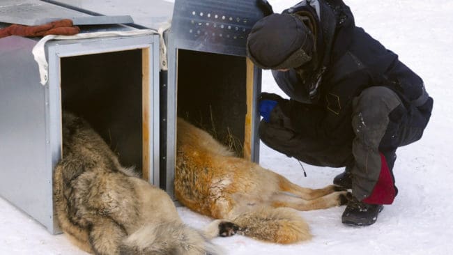 Vargparet som kördes i bil 2013 från Norrbotten. De sattes ut i Tiveden och fick valpar tillsammans för att förnya vargstammen genetiskt. I själva verket var föräldradjuren mycket nära släkt, kanske till och med syskon, enligt en professor i evolutionsbiologi.