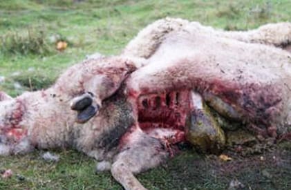 &Auml;ndrar beslut. L&auml;nsstyrelsen tar det s&auml;kra f&ouml;re det os&auml;kra och betalar ut ers&auml;ttning f&ouml;r vargattack i Sankt Olof.