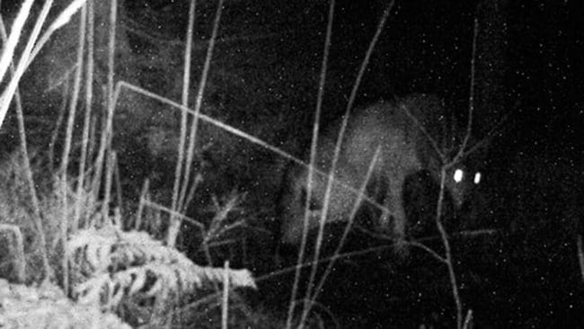 Obduktionen av den skadade vargtiken i Älvkarleby kommun visar att det troligen var en skadad disk i ländkotan som gav förlamningsbesvären i bakdelen. Dessutom upptäcktes en läkt gammal skottskada.