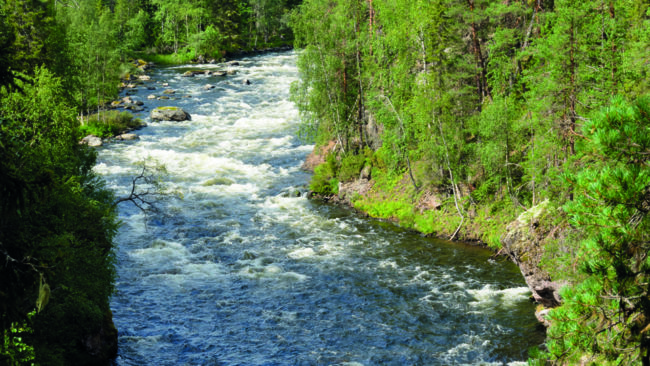 Jämthunden Lava sveptes med av forsen och fastnade nästan i ett vindfälle när hon jagade älg vid Fulufjället. (Arkivbild)