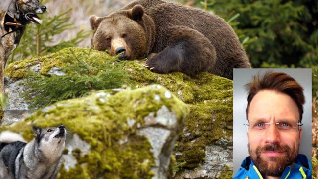 Björnar jagas i forskningsprojekt. Ole-Gunnar Støen, infälld, och andra björnforskare ska studera hur björnar reagerar på att få ställande och drivande hundar efter sig. Är det någon skillnad?