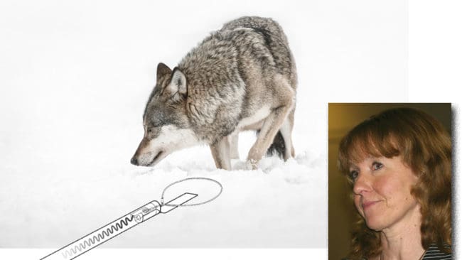 Vargen fastnar med en tass i fotsnaran och kan sövas och märkas. Inga Ängsteg är chef på Viltskadecenter där man letar nya metoder för att fånga vargar.