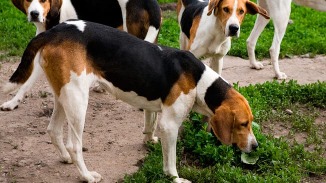 American foxhound tillhör de stövarraser som ska visas upp för cirka 50 exteriördomare, som ska fräscha upp kunskaperna om hur de olika stövarna ska bedömas.