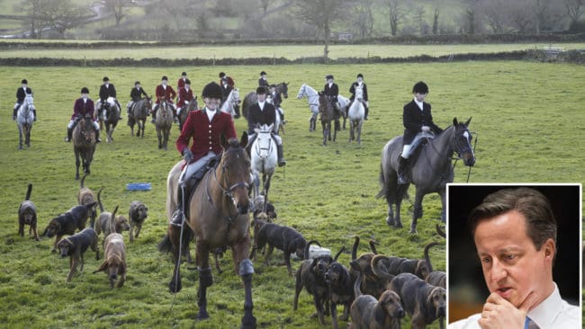 Frågan om det åter ska bli tillåtet med traditionell rävjakt med ryttare och hundpack är ännu inte avgjord sedan den omvalde premiärministern David Cameron (infällda bilden) lovat en omprövning i parlamenetet,